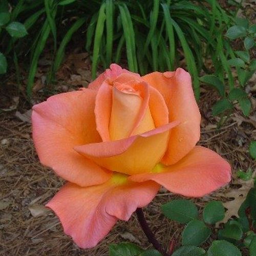 Rosa  Ambassador™ - oranžová - Stromkové růže s květmi čajohybridů - stromková růže s rovnými stonky v koruně